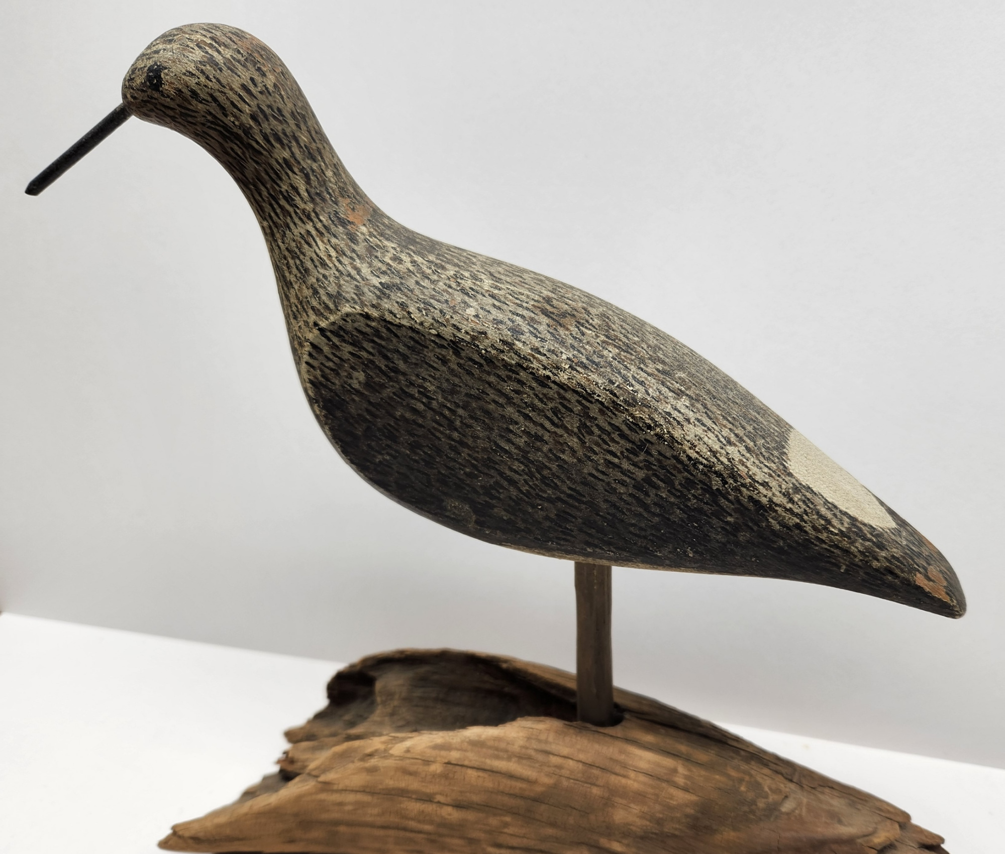 New Jersey Shorebird
